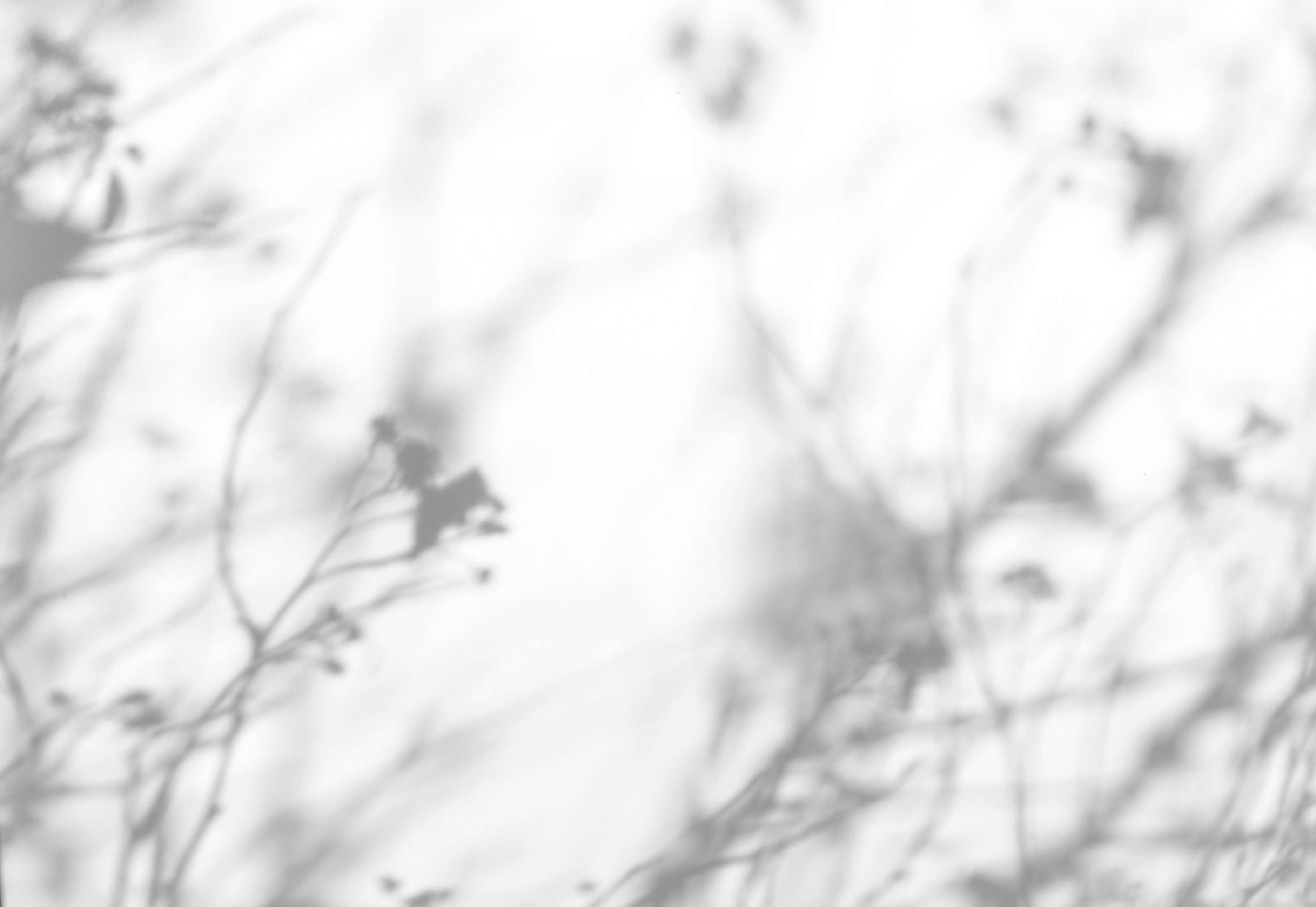 Abstract black and white image showing blurred shadows of branches or foliage against a light background, creating a soft, dreamy effect